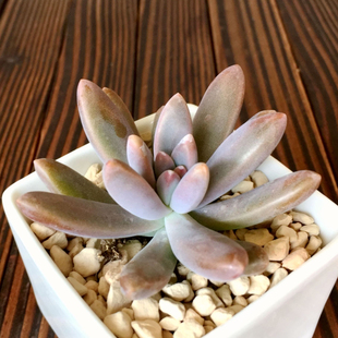 闻莺 多肉 特价 多肉植物 新年半价