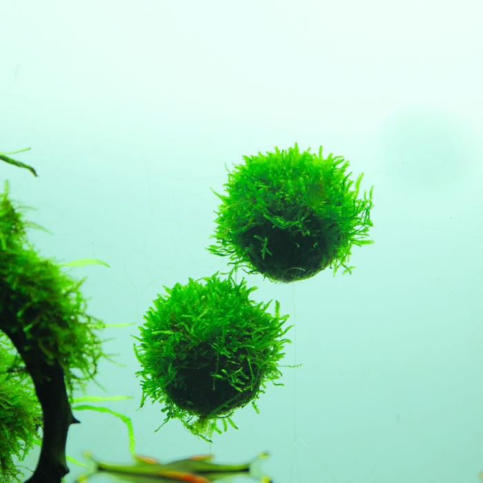 莫斯水草 活体