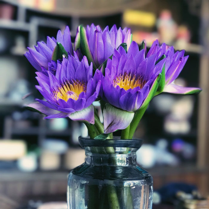 云南昆明鲜花睡莲紫色10枝家庭插花家用室内客厅办公室同城速递sl