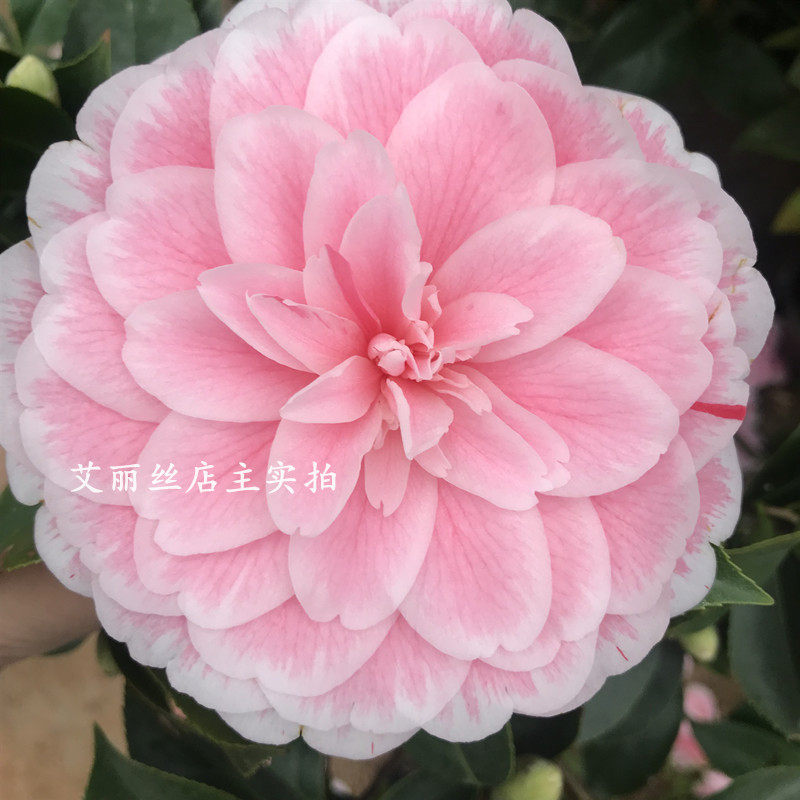 热销十八学士茶花