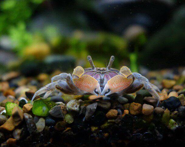 特价宠物活体 迷你_相手蟹豹点蟹辣椒蟹迷你蟹观赏蟹螃蟹宠物蟹吃藻蟹