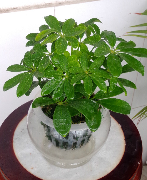 水培鸭掌木鸭脚木绿植盆景盆栽植物水生水养好养花卉办公室内盆栽