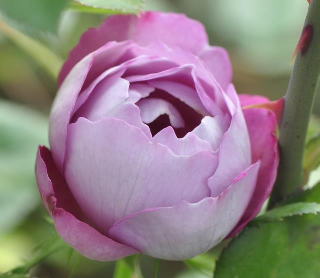 花儿朵朵开,日本现代月季玫瑰苗"羊脂香水"