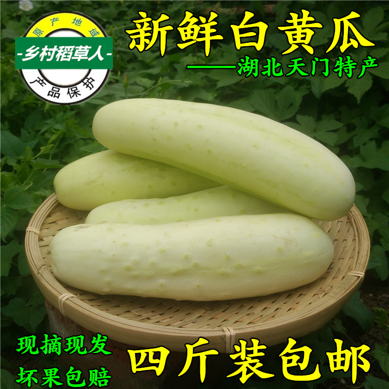 一折白黄瓜