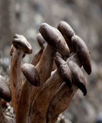 东北野生毛尖蘑金子蘑仙蘑菇毛尖蘑 黑龙江黑河特产 特价180一斤