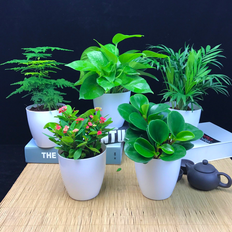 绿萝盆栽植物室内花卉盆栽碧玉文竹发财树办公室盆栽四季常青盆景