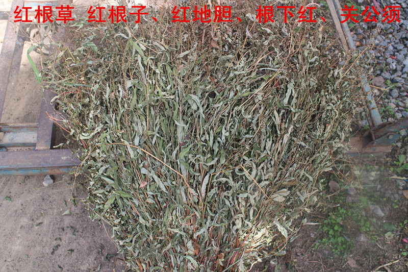 野生中药材红根草 红根子 红地胆 根下红 关公须 落地红 500克
