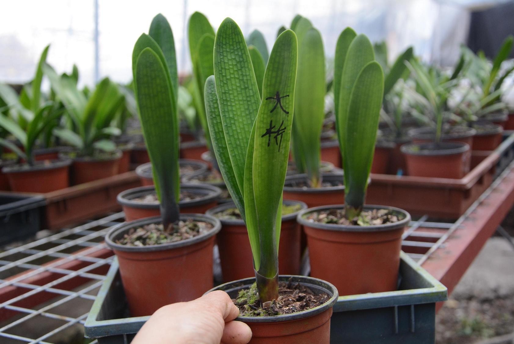 包邮君子兰精品小苗盆栽 立板大桥插座麻脸技师油匠花脸 国兰绿植