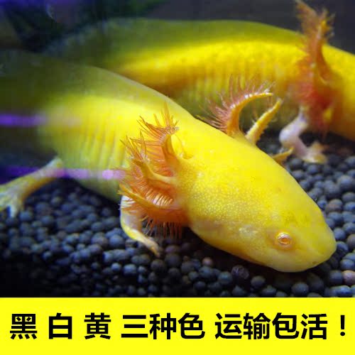 查看淘宝活体六角龙鱼六六宠物淡水冷水鱼缸观赏鱼龙凤锦鲤价格