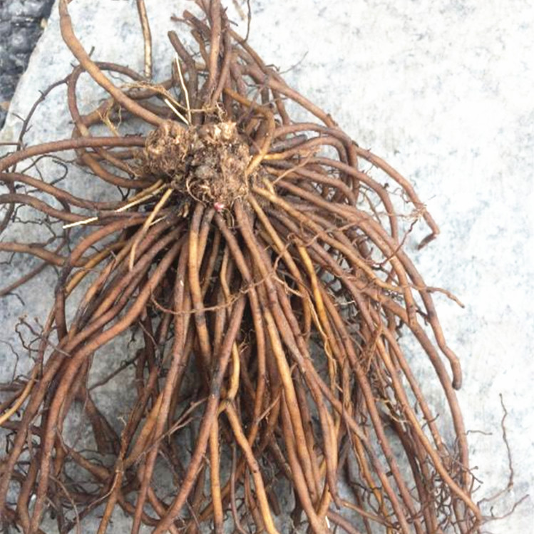 山野菜山辣椒秧子东北铁线莲中草药植物威灵仙种子种苗四季易活