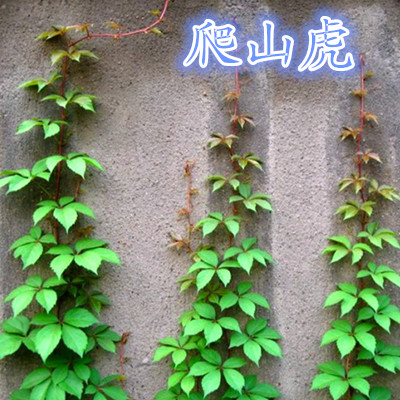 野生爬山虎爬墙虎中草药植物种子园林庭院别墅绿化绿植种苗根苗