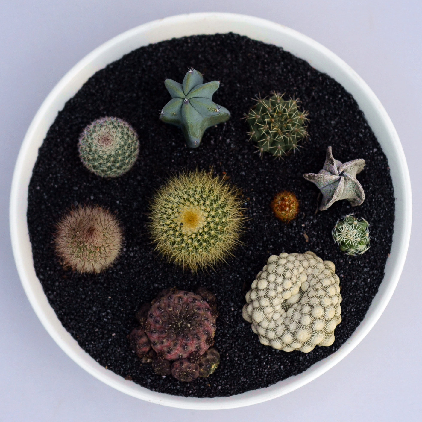 特价星兜仙人球_新手盆栽 星兜 鸾凤玉 琉璃兜 星球 紫丽兜 仙人球