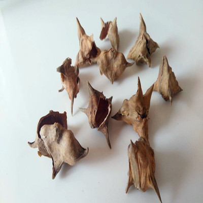 微山湖纯野生四角菱角壳 采摘菱角壳干货菱角皮 新鲜菱角米菱角壳