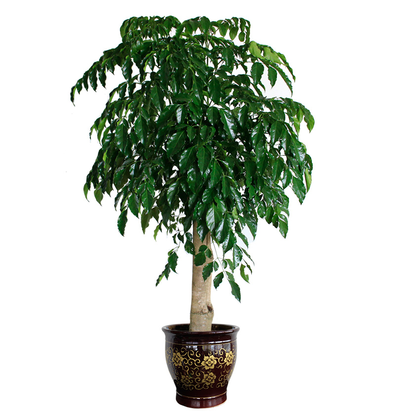   幸福树盆栽绿宝树