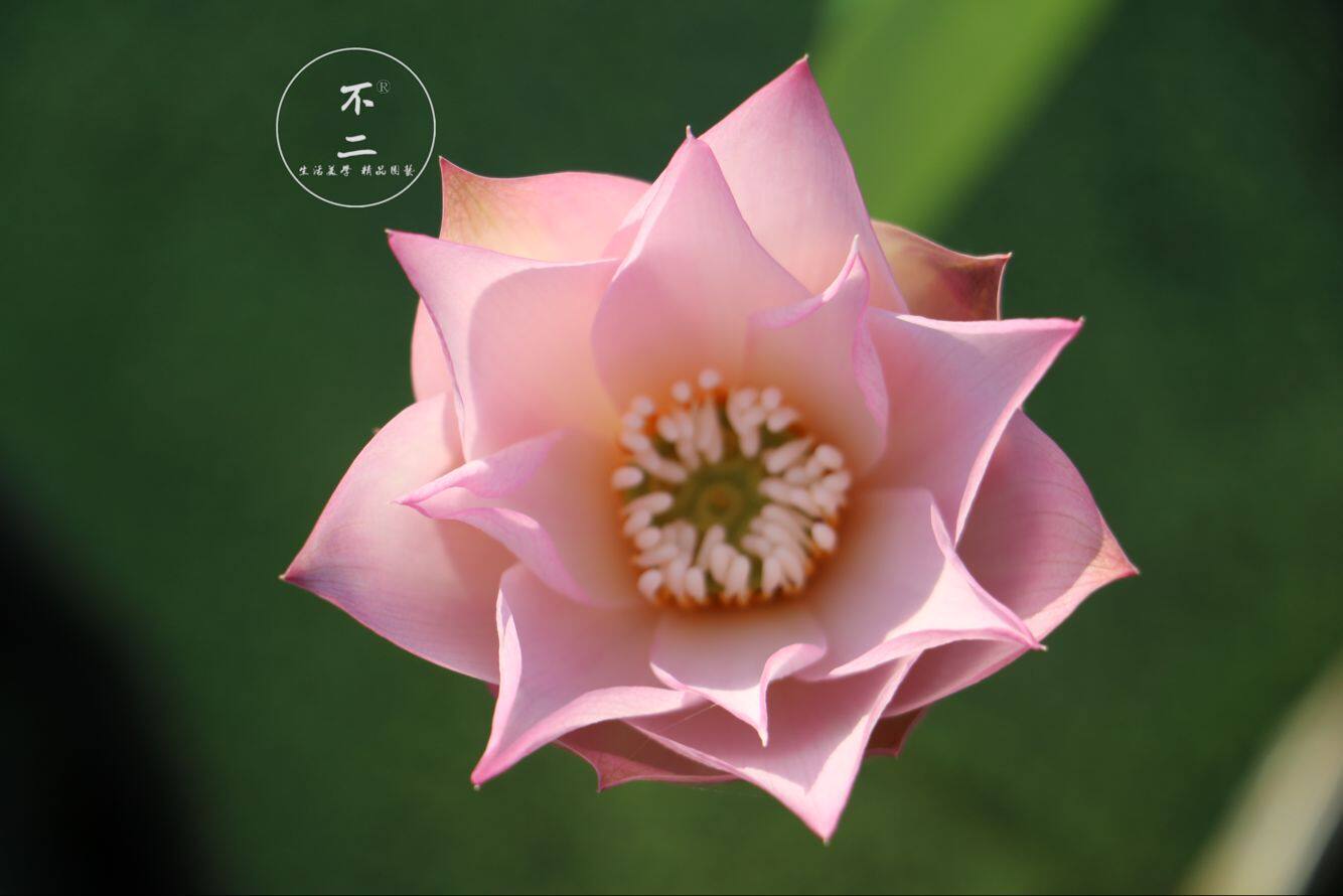 【不二的花园】梦瑶台 微型碗莲种藕开花机器 包活包开花包对版