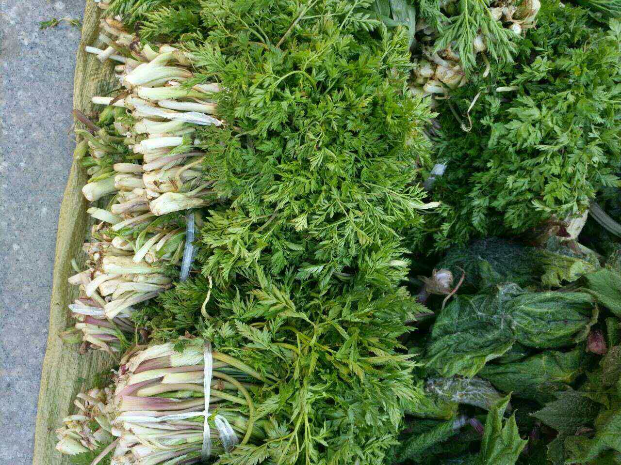 长白山春季山野菜山里面每天采的新鲜山芹菜