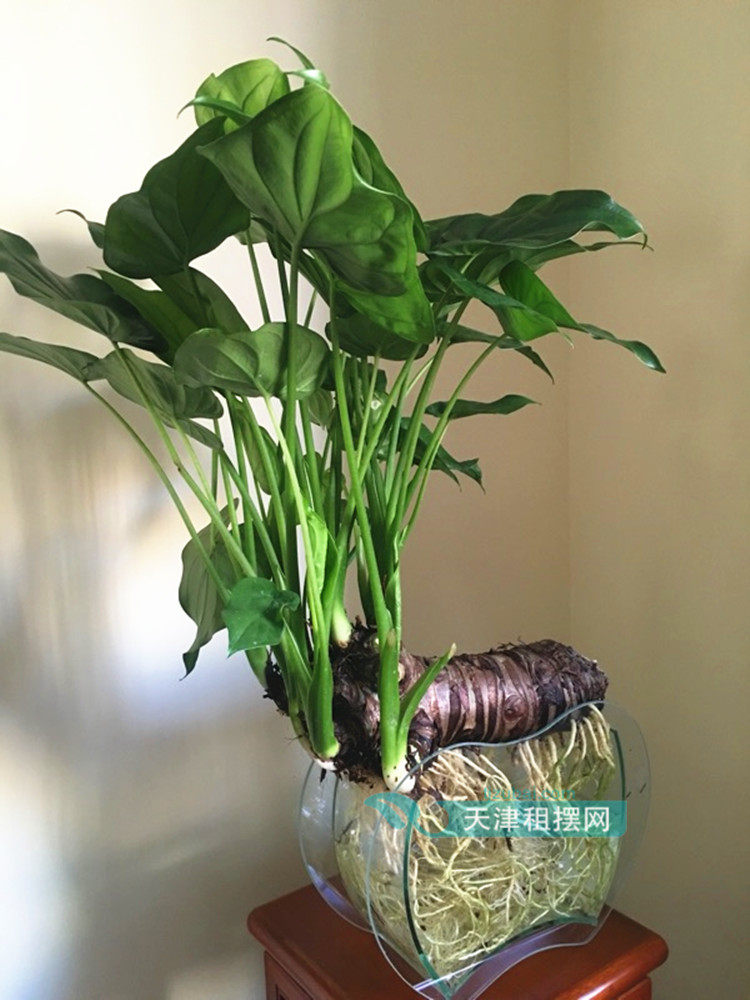 水培花卉办公室桌面植物 水培滴水观音 盆栽花卉绿植 水生植物