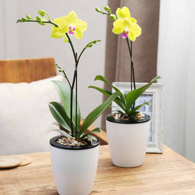 【蝴蝶兰】室内客厅观花植物花卉盆栽