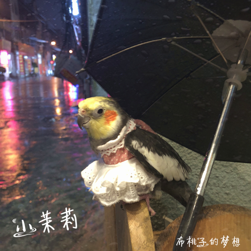 一折鹦鹉衣服