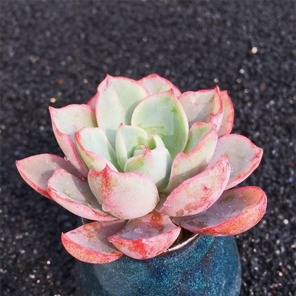 mika的小花园 多肉景天 阿美星 老桩 阿美星老桩_7折现价35元