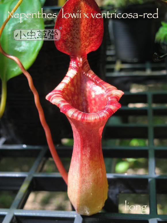 lv_劳氏x红葫芦猪笼草lowiiventricosa交种lv食虫植物盆栽小虫草堂