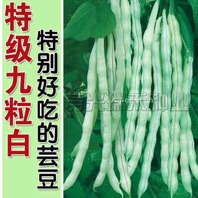 特级九粒白 超级九粒白芸豆种子 老来少豇豆种子 白芸豆 白不老