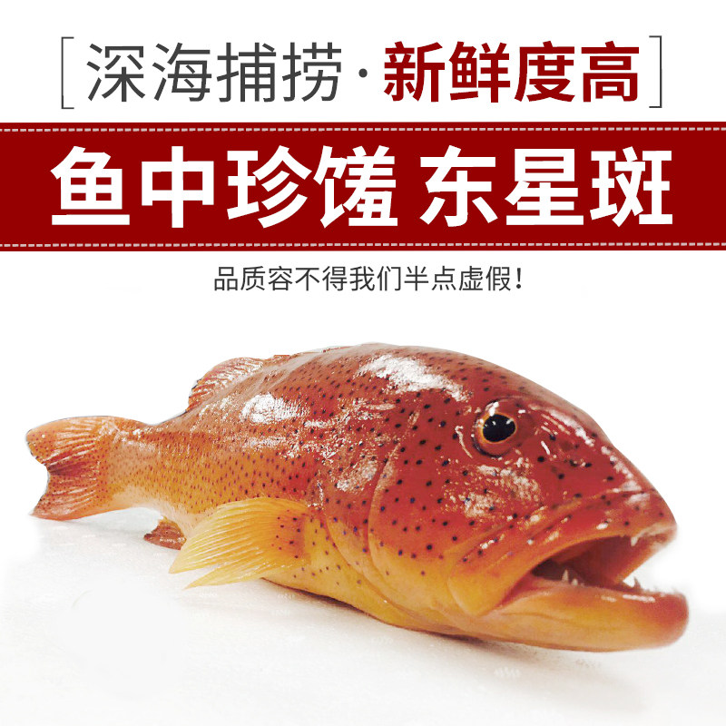 省10元 鲜活老鼠斑新鲜海鱼芝麻斑老虎斑野生石斑鱼深海海鱼酒店食材