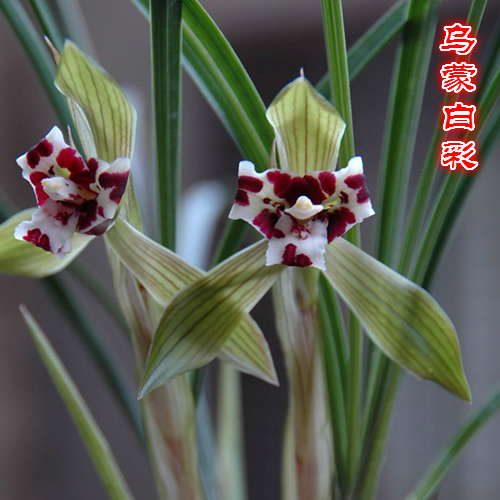 蝶恋兰园 乌蒙白彩 兰花细叶春兰三星蝶实物拍摄花卉绿植包邮顺丰图片
