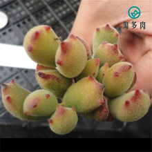 【猫爪多肉】最新最全猫爪多肉搭配优惠