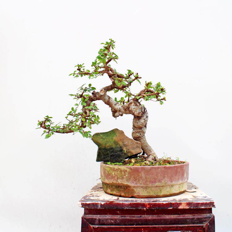 榆树盆景_小型榆树盆景 临水式奇特斜根造型老桩小叶榆树 收藏送礼