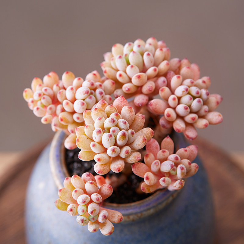 新手想把多肉蓝豆养爆盆,这些常识你要懂