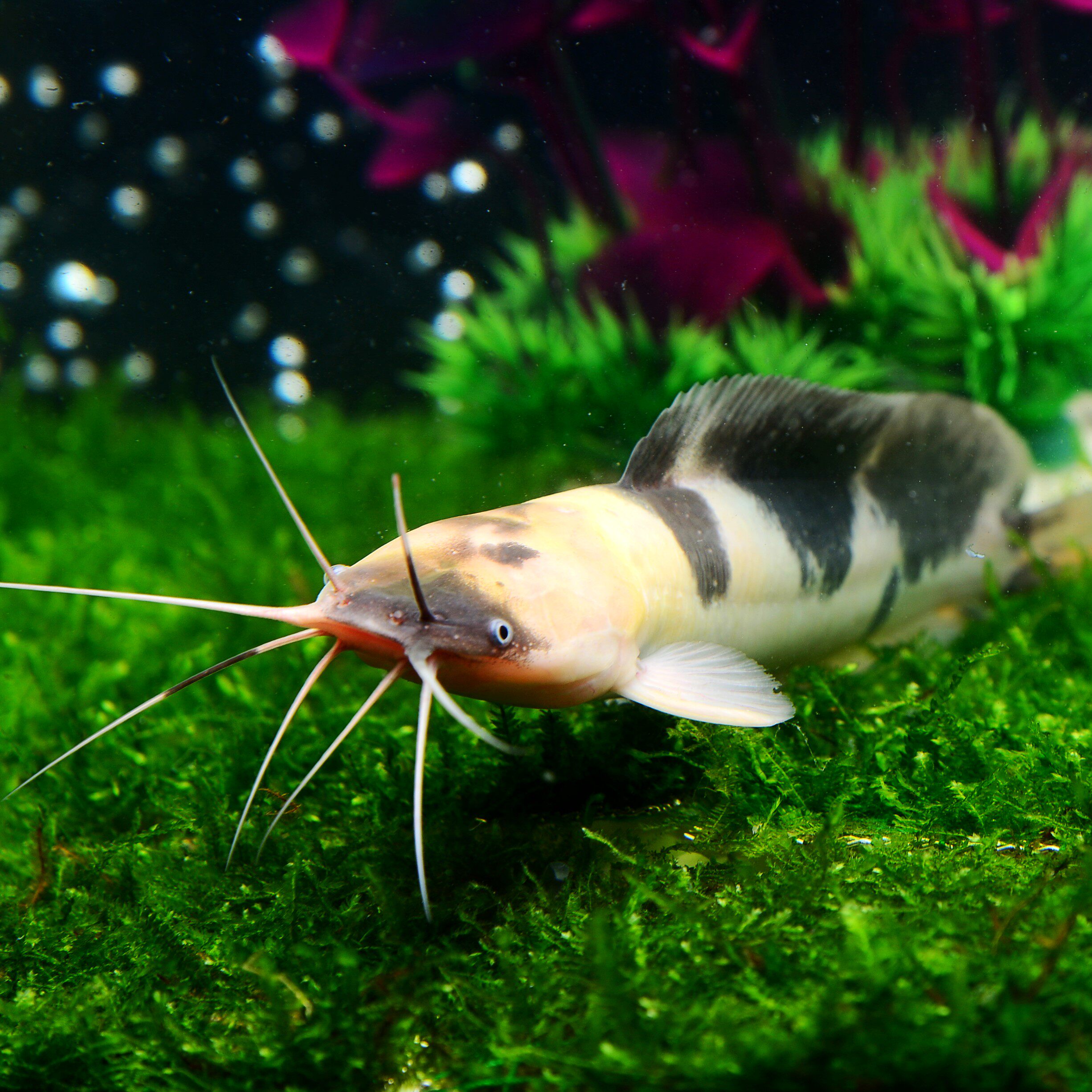 观赏鱼活体 大型