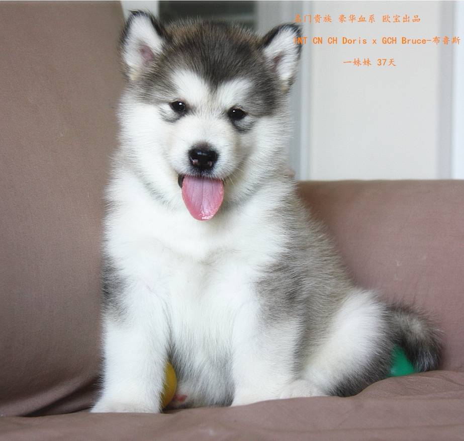宠物狗 幼崽 大型_宠物狗活体幼犬短毛阿拉斯加纯种赛级大型火热预定