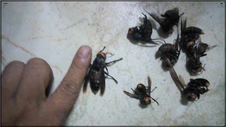 干野生虎头蜂/胡蜂/马蜂/地龙蜂/地蜂/地王蜂/泡酒