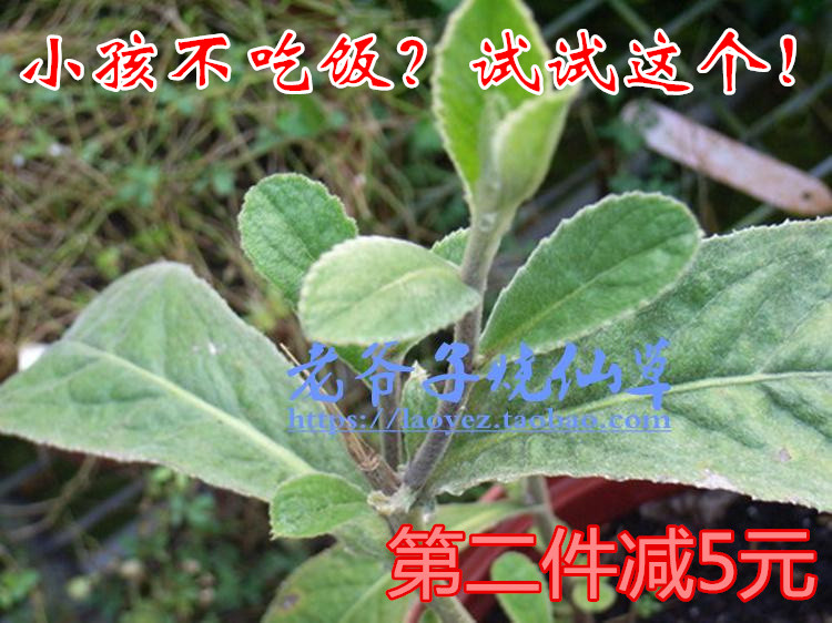 过饥草生毛将军野生白毛毛毡草兔子耳朵白牛胆走马风100克