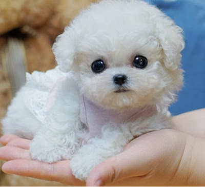 博美犬幼犬纯种家养迷你型俊介泰迪袖珍犬茶杯犬活体宠物狗吉娃娃_不