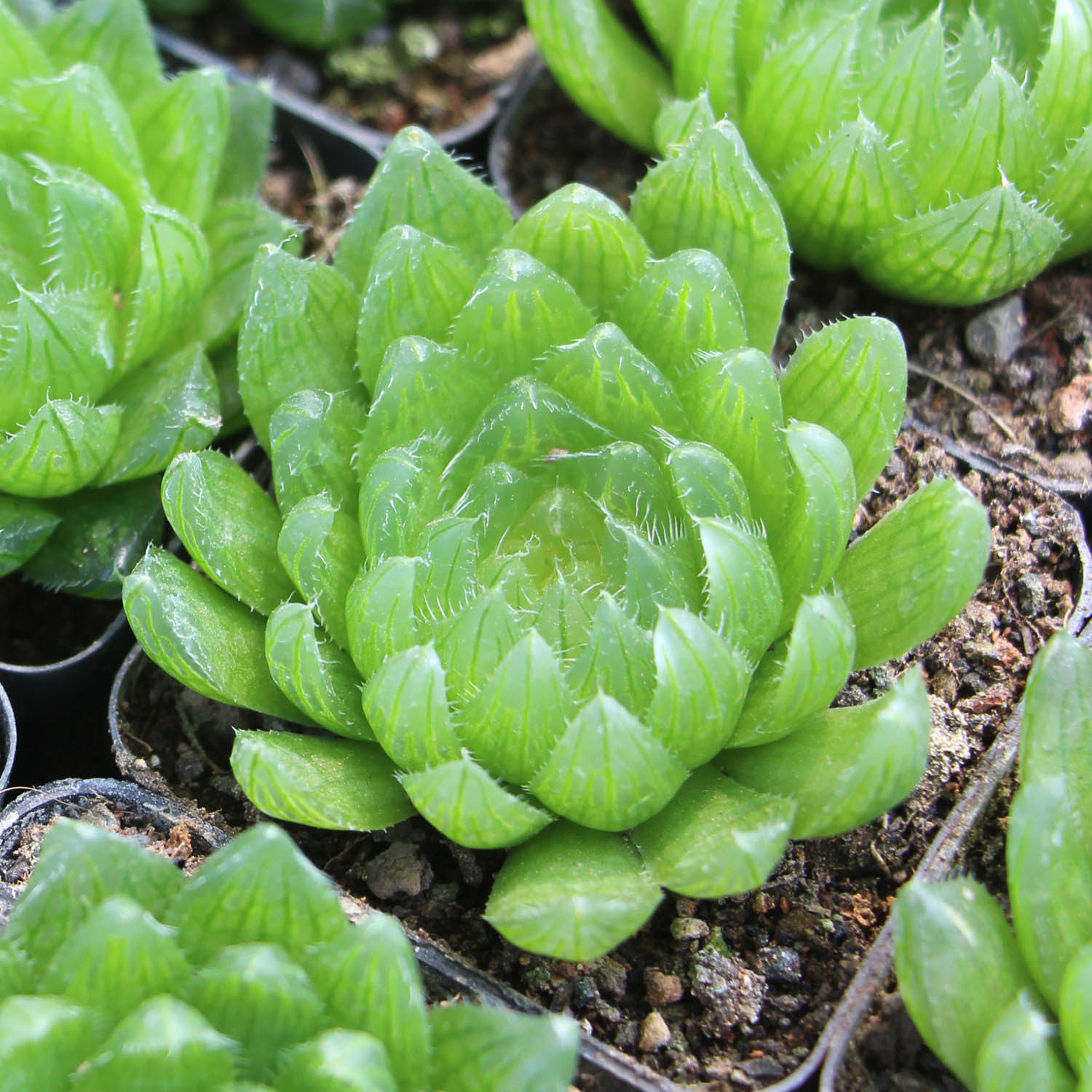 玉露多肉植物 水晶