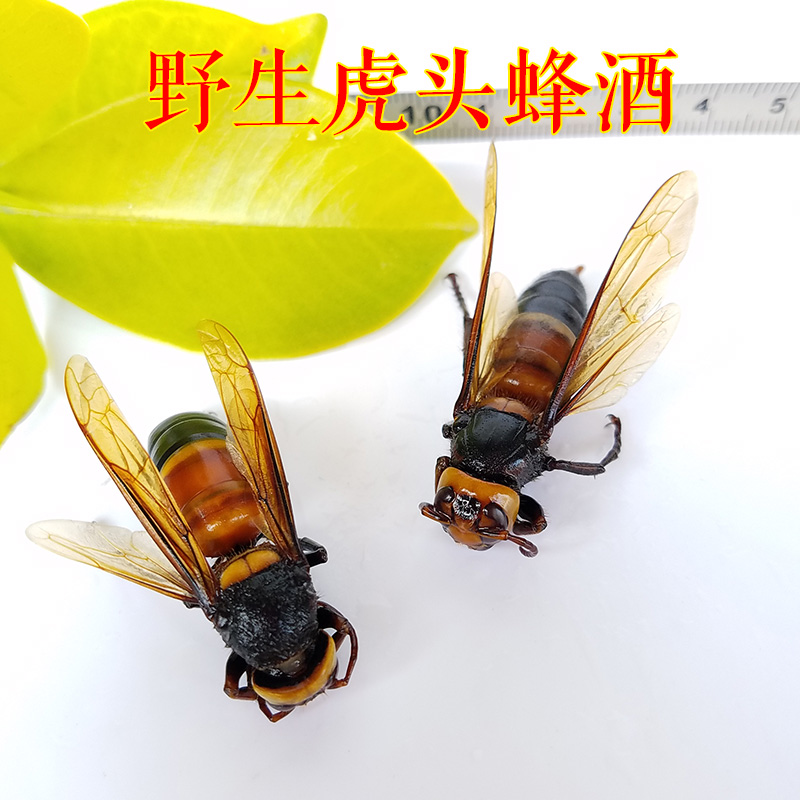 干野生虎头蜂/胡蜂/马蜂/地龙蜂/地蜂/地王蜂/泡酒