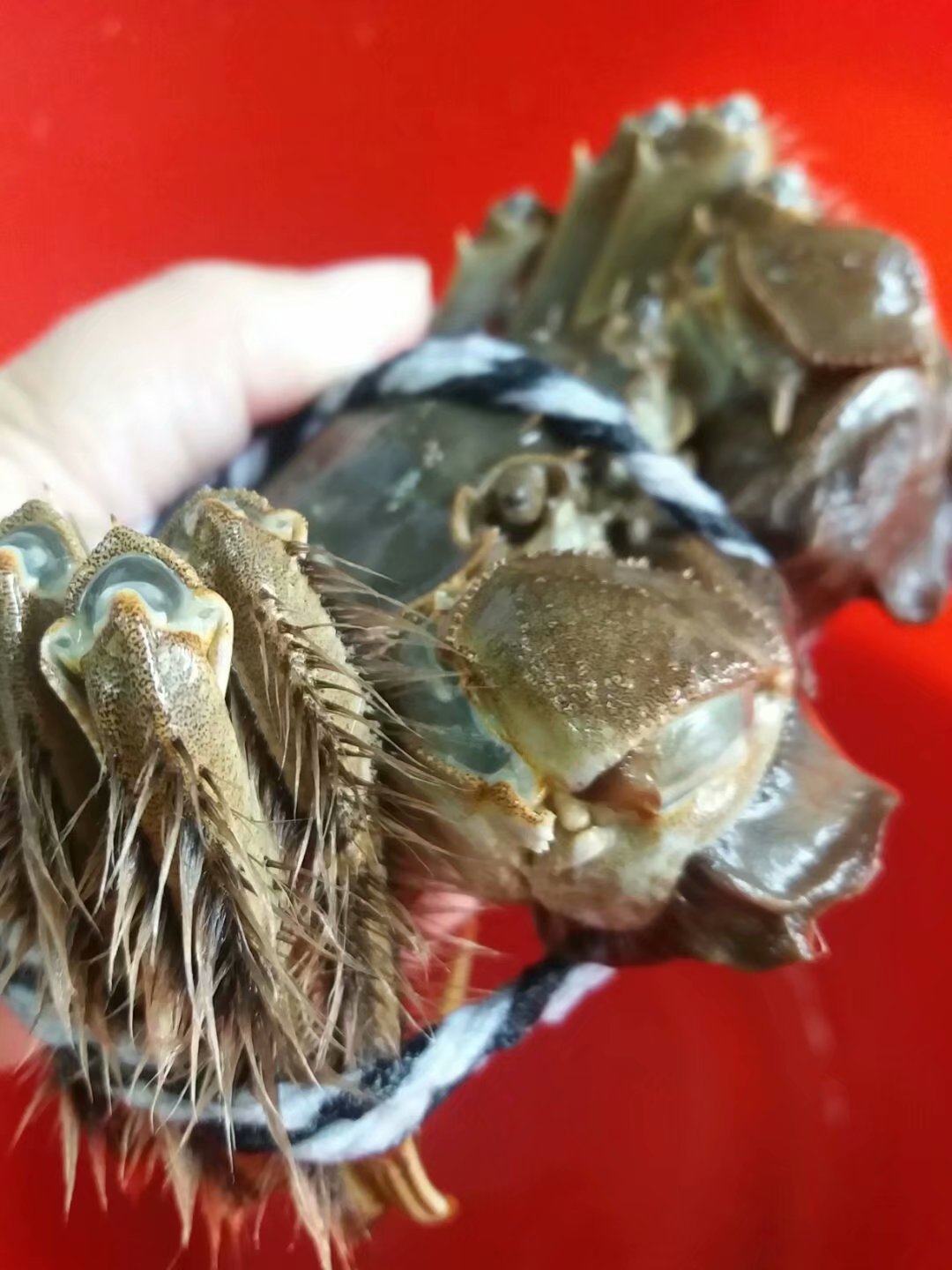 太湖大闸蟹鲜活包邮大额优惠券