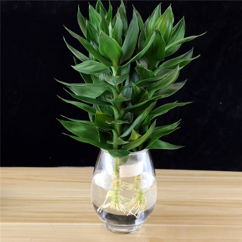 富贵竹 观音竹_观音竹水培植物花卉水竹盆栽富贵竹水养客厅室内吸甲醛
