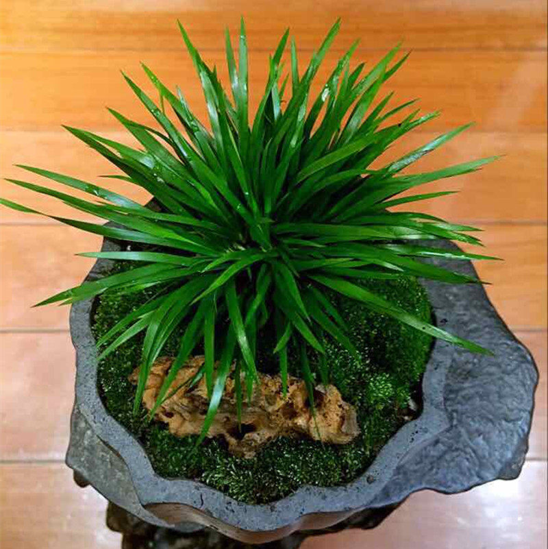 菖蒲盆景大额优惠券