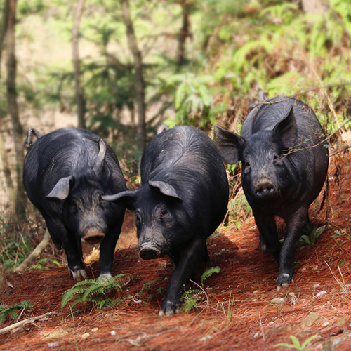 黑猪原切雪花大排10-12片1200g 大别山散养黑土猪大排猪排新鲜