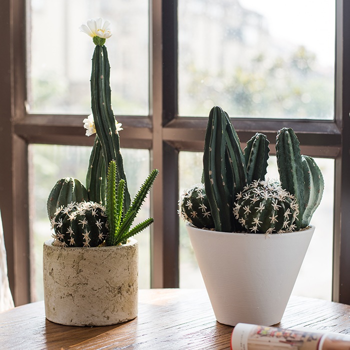 【掬涵】童话风多肉仙人掌盆景 仿真植物组合