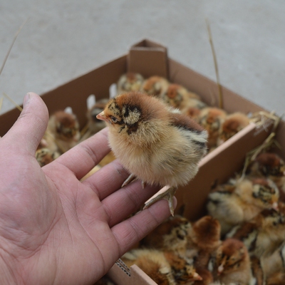 一个月脱温纯种小鸡仔泰和黑乌鸡苗活体包邮免运费免邮10元以