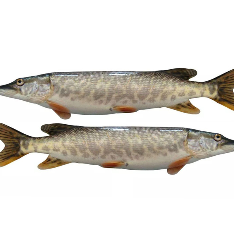 热销白斑内服_新疆阿勒泰福海野生冷水鱼白斑狗鱼乔尔泰新鲜冷冻800克