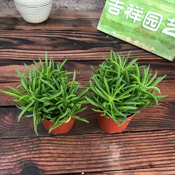 欢乐豆盆栽室内绿植桌面办公室净化空气吸甲醛植物花卉多肉植物