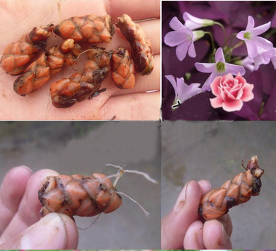 紫花幸运草 紫叶酢浆草种球 公园庭院 绿化盆栽花卉 红花草三叶草