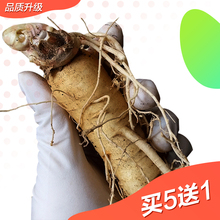 【集安人参】_集安人参图片