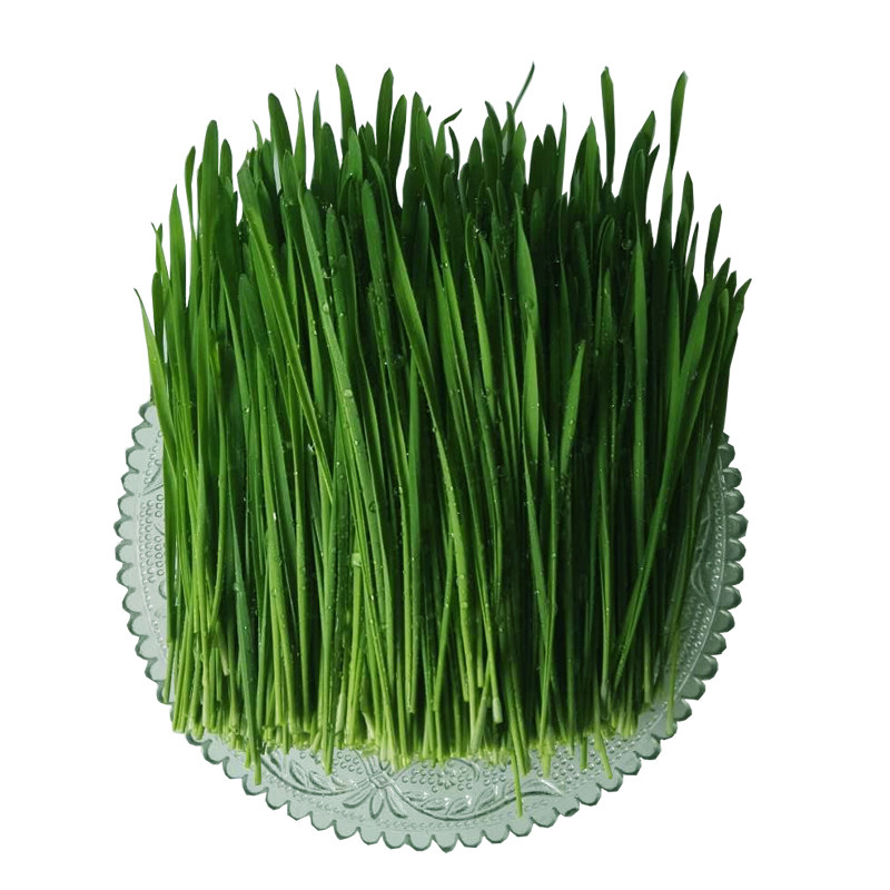 麦草青青 富硒麦苗小麦草新鲜全天然榨汁喝大卖落叶清汁大麦叶绿