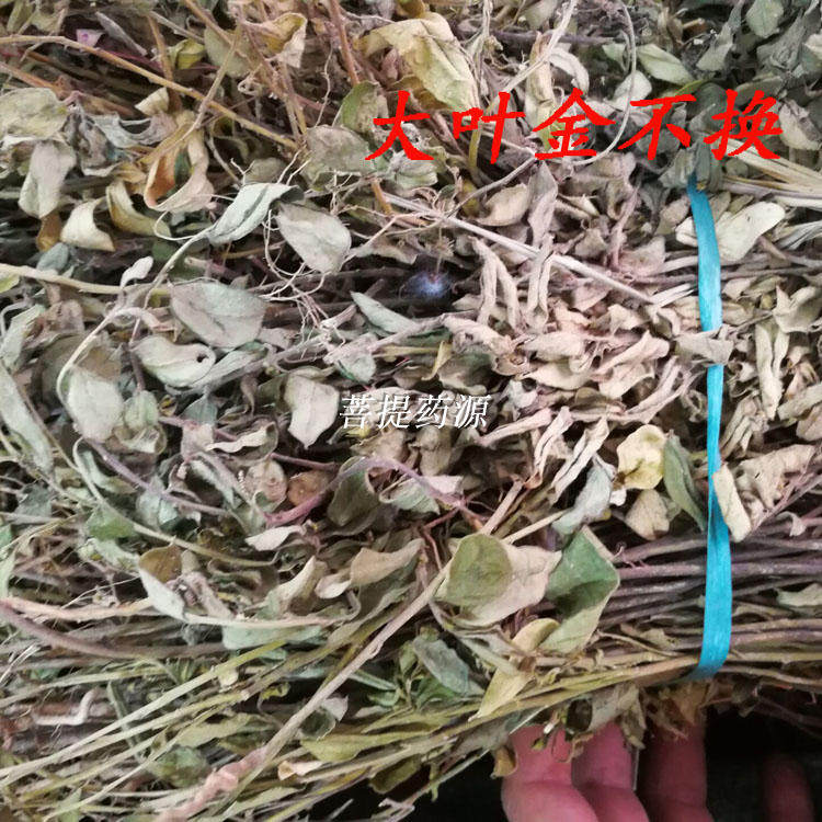 热销大金野_野生大金牛草 大叶金不换草 紫背金牛草疳积草金牛远志